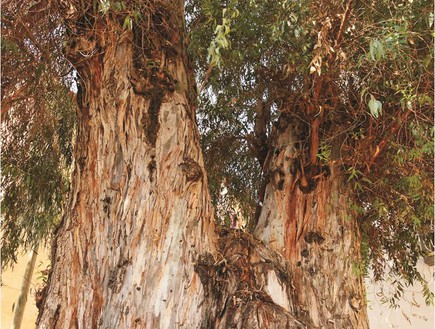 אקליפטוס המקור בחדרה (צילום: חנן ישכר, קרן קיימת לישראל)