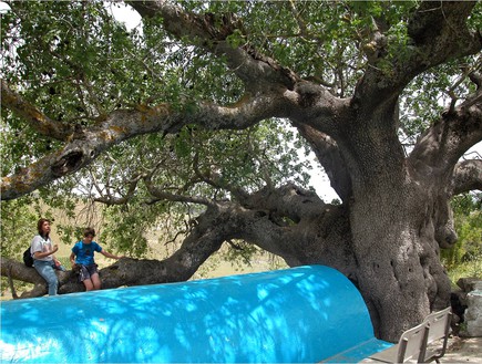 עץ אלה אטלנטית כדיתא (צילום: יעקב שקולניק, קרן קיימת לישראל)