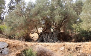 עץ זית אירופי- בית ג'מאל (צילום: יעקב שקולניק, קרן קיימת לישראל)