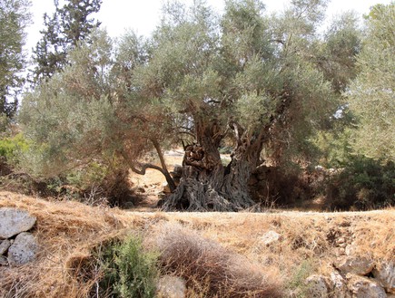 עץ זית אירופי- בית ג'מאל (צילום: יעקב שקולניק, קרן קיימת לישראל)
