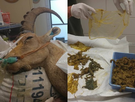 יעל שבלע 1.5 ק"ג של שקיות ומגבונים (צילום: באדיבות בית החולים לחיות בר של הספארי ורשות הטבע והגנים)