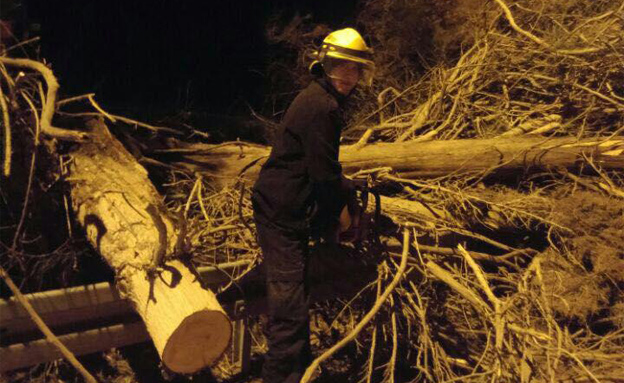 עץ שקרס בכביש 4 (צילום: דוברות משטרת ישראל)