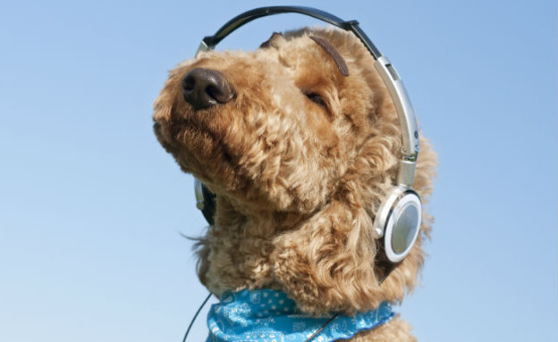 כלב עם אוזניות