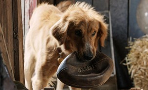 A Dog's Purpose (צילום:  יחסי ציבור )