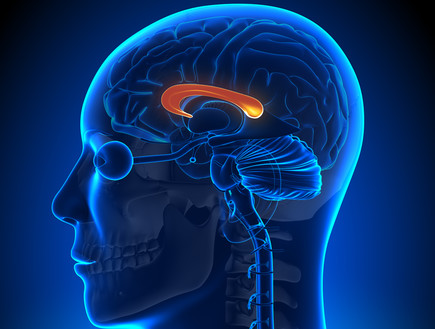 כפיס המוח (צילום: decade3d - anatomy online, Shutterstock)