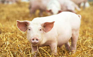 חזיר (צילום: Dmitry Kalinovsky, Shutterstock)