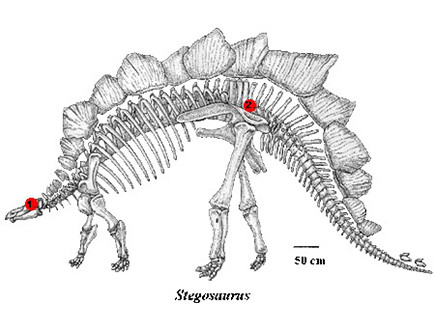 עובדות דינוזאורים (צילום: ויקיפדיה)