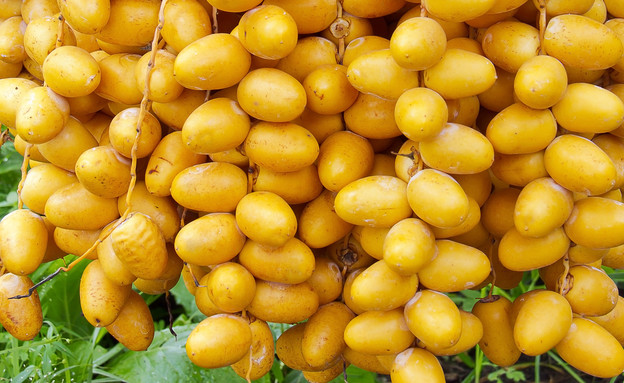 תמרים צהובים (צילום: ntdanai, Shutterstock)