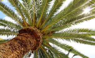 עץ תמר - מבט מלמטה (צילום: SAPhotog, Shutterstock)