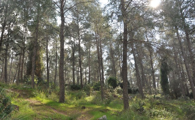 יער ישראלי (צילום: מלכה ברקאי)