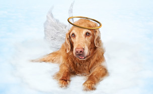 כלב מלאך  (צילום: Shutterstock)