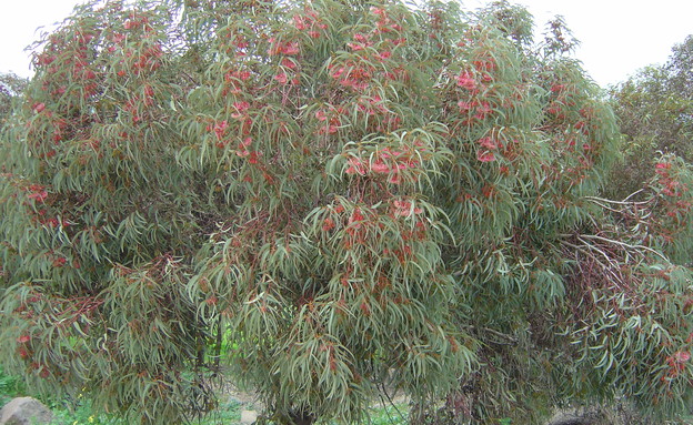 אקליפטוס (צילום: אבי הירשפילד, קק"ל)