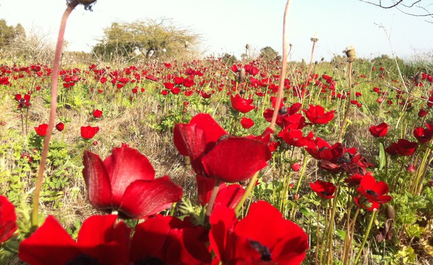 כלניות בדרום (צילום: נגה משל)