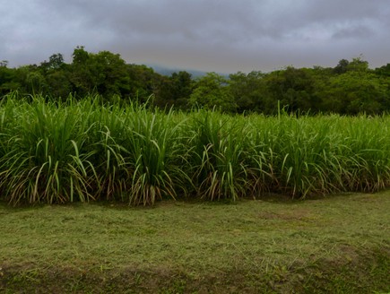 ייצור סוכר (צילום: מיכל לויט, mako אוכל)