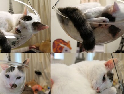 חמישייה 11.2, כיסא בועה לחתולים (צילום: kickstarter)