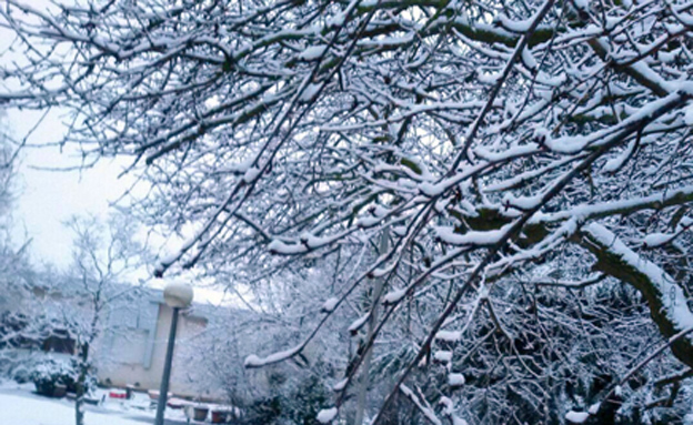 שלג הבוקר באלרום (צילום: רינה יוליס)