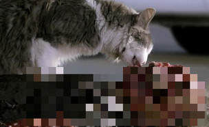 חתול אוכל גופה (צילום: joemonster)