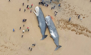 לוויתני זרע על החוף (צילום: לי סוויפט)