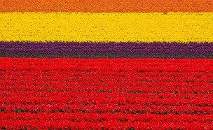 שדות פרחי טוליפ בהולנד (צילום: Olgysha, Shutterstock)