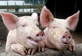 חזירים מאירי עיניים (צילום: Jane White \ 123FR)