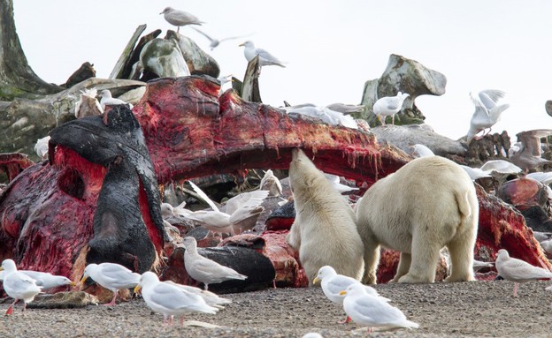 דובי קוטב אלסקה (צילום: Arthur T. LaBar)
