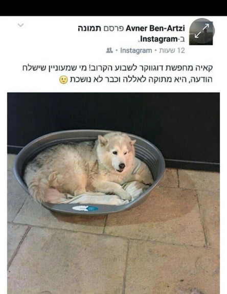 דוג ווקר למשפתחת נתניהו (צילום:  adomeitfilm, instagram)