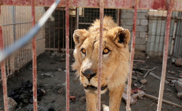 גן החיות של מוסול (צילום: Anadolu Agency, GettyImages IL)