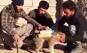 כלב ממולכד (צילום: youtube/IraqSyria News)