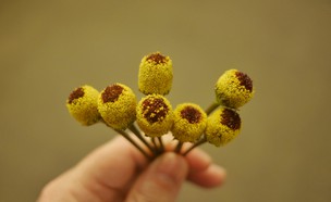 פרח החשמל (צילום: גיל גוטקין, mako אוכל)