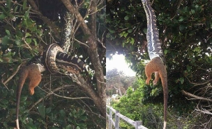 פיתון אוכל פוסום, מרץ 2017 (צילום: Michelle Hunjak)