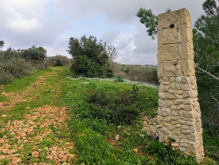 ירוק ופורח באזור פארק הנדיב ופארק שוני (צילום: נגה משל)