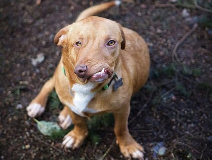 פיקאסו הכלב (צילום: Luvable Dog Rescue)