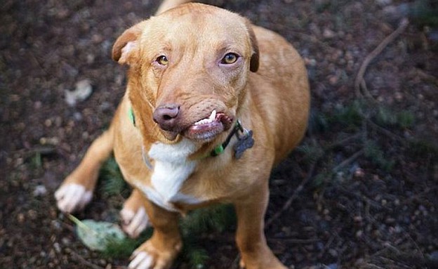 פיקאסו הכלב (צילום: Luvable Dog Rescue)