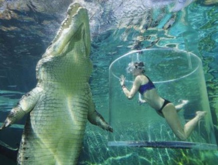 לשחות עם תנינים (צילום: crocosauruscove instagram)