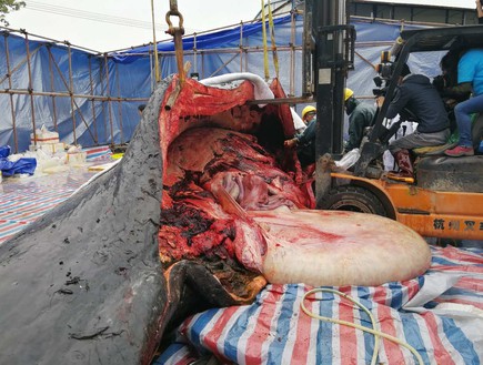 עובר לווייתן (צילום: AFP)