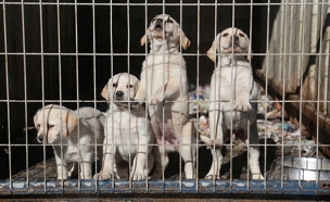 60 אלף כלבים מומתים מדי שנה (צילום: יואב בן-דב)