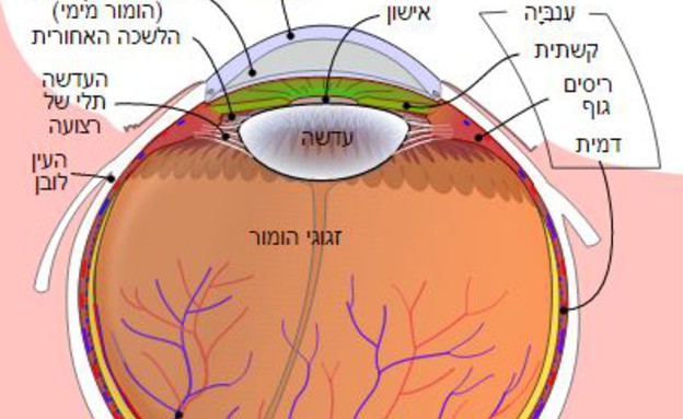 עין מגעילה (צילום: Wikipedia)