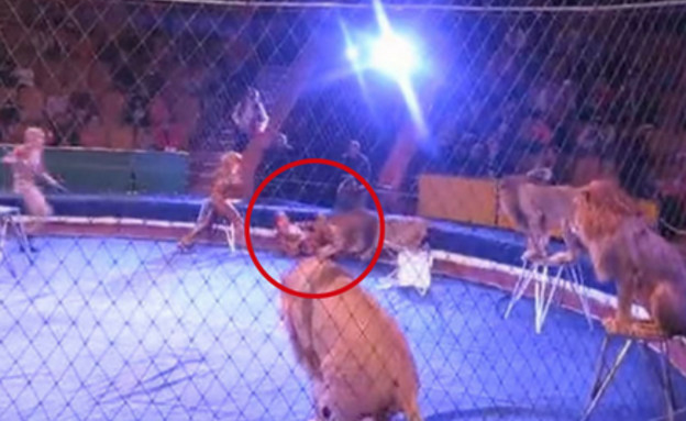 אריות תוקפים מאמן (צילום: יוטיוב)