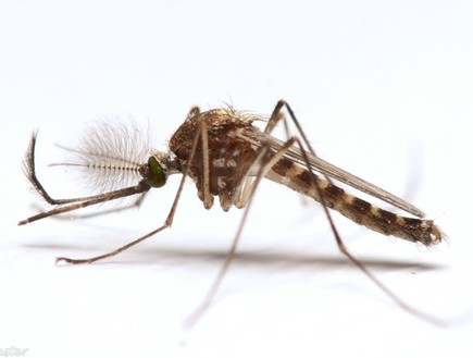 יתוש זכר (צילום: אורן אוסטר, מדע גדול, בקטנה)