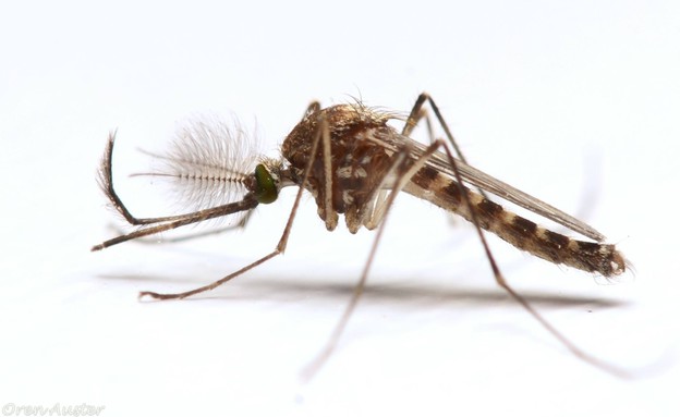 יתוש זכר (צילום: אורן אוסטר, מדע גדול, בקטנה)