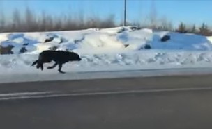 זאבים רצים (צילום: youTube)