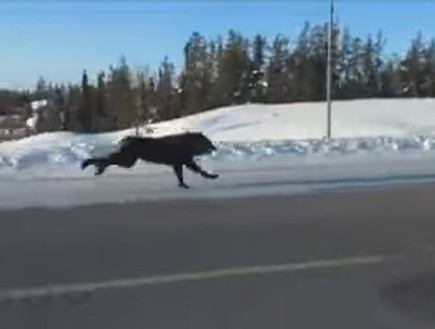 זאבים רצים (צילום: youTube)