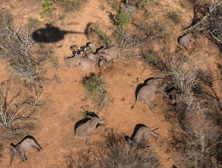 פילים מורדמים (צילום:  Mediadrumworld)