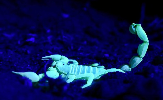 עקרב זוהר באור אולטרה סגול  (צילום: זיו שרצר)