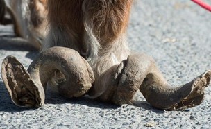 פולי סוס הפוני (צילום: Animaux en Peril)