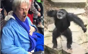 שימפנזה פוגע בסבתא (צילום: יוטיוב)