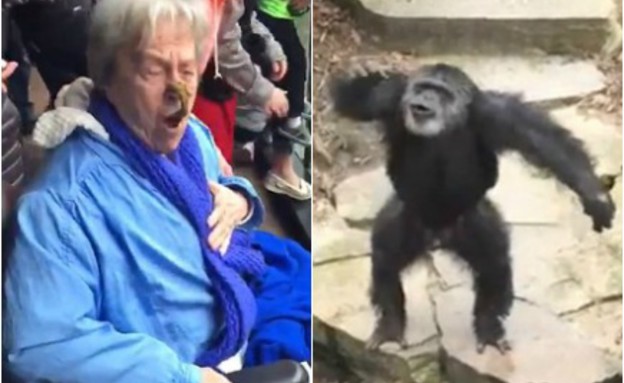 שימפנזה פוגע בסבתא (צילום: יוטיוב)
