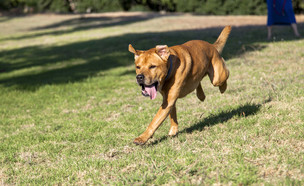 כלב משחק בגינה בתל אביב (אילוסטרציה: Shutterstock)