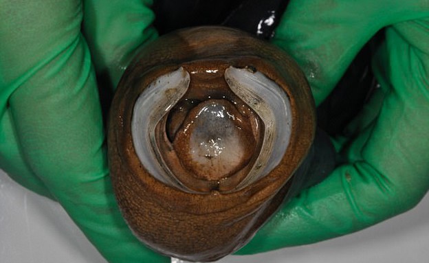 תולעת שחורה תולעת שחורה