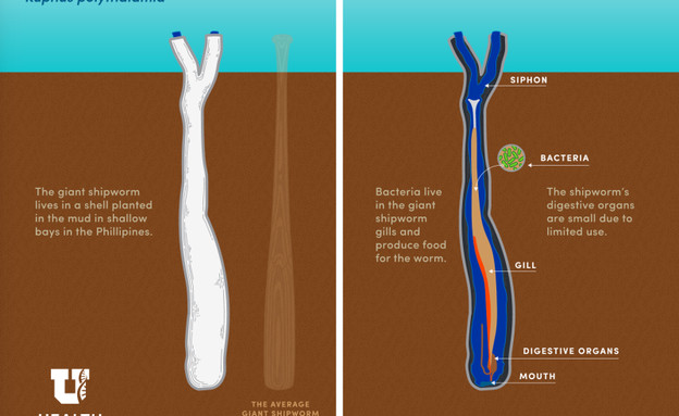 תולעת שחורה תולעת שחורה